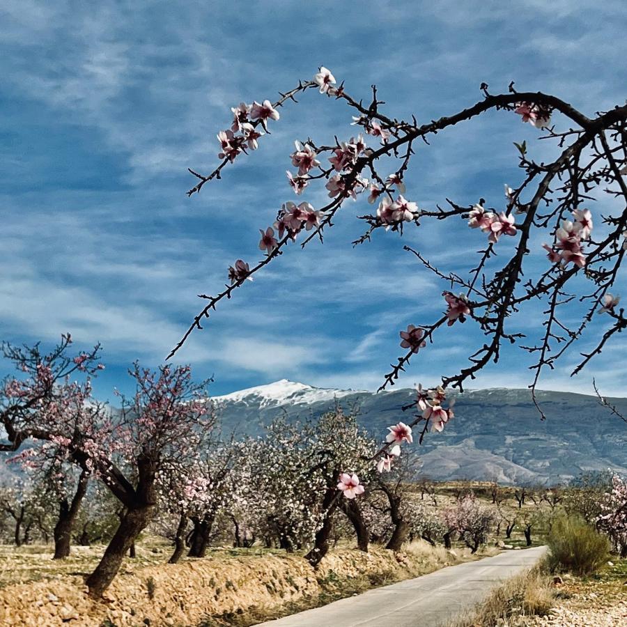 Bed & Breakfast Cortijo El Pino Retreat